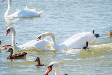 İki yetişkin Dilsiz Kuğu suda birbirini kovalıyor. Bir beyaz kuğu gagasıyla başka bir kuğuyu ısırıyor. Dilsiz kuğu, Latince adı Cygnus olor.