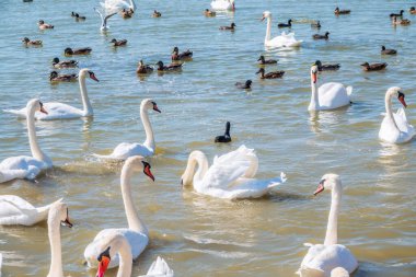 Büyük bir zarif beyaz kuğu sürüsü gölde yüzer, vahşi doğada kuğular. Dilsiz kuğu, Latince adı Cygnus olor.