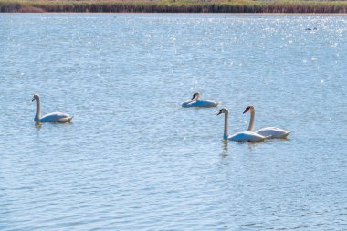 Gölde yüzen zarif beyaz kuğular, vahşi doğada yüzen kuğular. Dilsiz kuğu, Latince adı Cygnus olor.