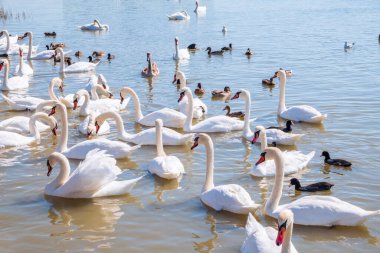 Büyük bir zarif beyaz kuğu sürüsü gölde yüzer, vahşi doğada kuğular. Dilsiz kuğu, Latince adı Cygnus olor.