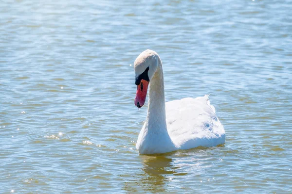 Elegante Cisne Blanco Nadando Lago Cisnes Naturaleza Retrato Cisne Blanco —  Fotos de Stock