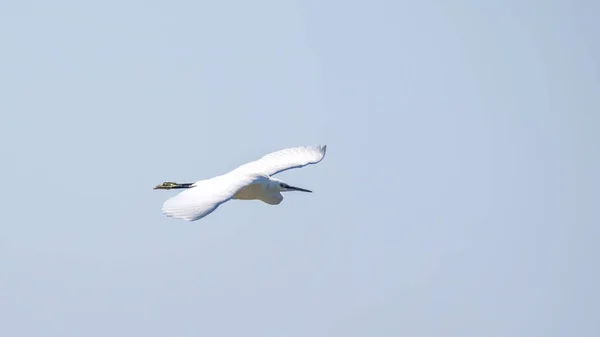 Pequeno Egret Voo Garça Branca Pequena Lat Egretta Garzetta — Fotografia de Stock