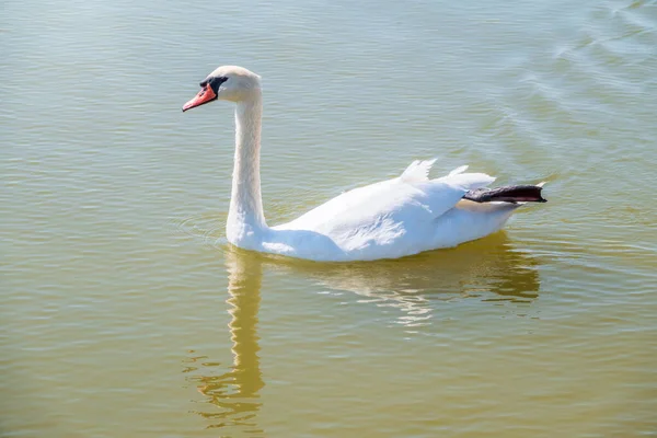 Graceful white Swan swimming in the lake, swans in the wild. Portrait of a white swan swimming on a lake. The mute swan, latin name Cygnus olor.