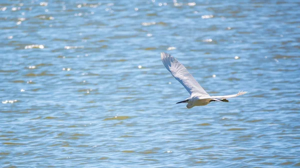 Uçarken Küçük Balıkçıl Küçük Balıkçıl Latin Egretta Garzetta — Stok fotoğraf