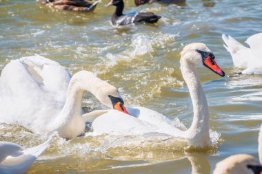 İki yetişkin Dilsiz Kuğu suda birbirini kovalıyor. Bir beyaz kuğu gagasıyla başka bir kuğuyu ısırıyor. Dilsiz kuğu, Latince adı Cygnus olor.