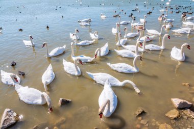 Büyük bir zarif beyaz kuğu sürüsü gölde yüzer, vahşi doğada kuğular. Dilsiz kuğu, Latince adı Cygnus olor.