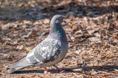 Avrupa ahşap güvercini, boynundaki beyaz noktayla gri renkli, çimenlerde yürüyen ilkbahar ya da sonbaharda, bir şehir parkında yiyecek arayan