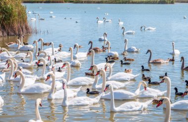 Büyük bir zarif beyaz kuğu sürüsü gölde yüzer, vahşi doğada kuğular. Dilsiz kuğu, Latince adı Cygnus olor.
