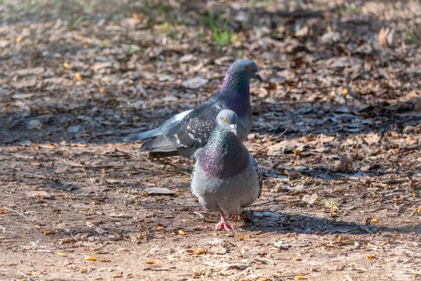 Att Para Sig Med Ett Par Duvor Duvor Kärlek Spel — Stockfoto