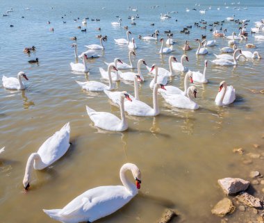 Büyük bir zarif beyaz kuğu sürüsü gölde yüzer, vahşi doğada kuğular. Dilsiz kuğu, Latince adı Cygnus olor.