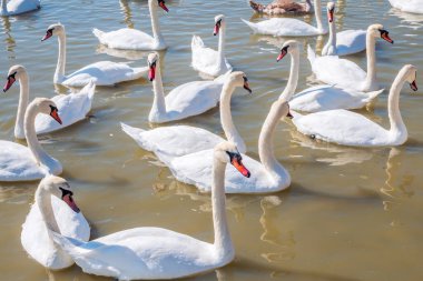 Büyük bir zarif beyaz kuğu sürüsü gölde yüzer, vahşi doğada kuğular. Dilsiz kuğu, Latince adı Cygnus olor.