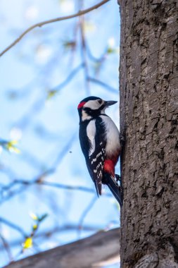 Küçük ağaçkakan ağaç gövdesine oturur. Bir ağaçkakan baharda büyük bir ağaçtan yiyecek alır. Büyük benekli ağaçkakan, Dendrocopos Major
