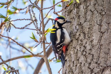 Küçük ağaçkakan ağaç gövdesine oturur. Bir ağaçkakan baharda büyük bir ağaçtan yiyecek alır. Büyük benekli ağaçkakan, Dendrocopos Major