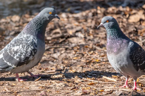 Paarungsspiele Eines Taubenpaares Tauben Der Liebe Spiel — Stockfoto