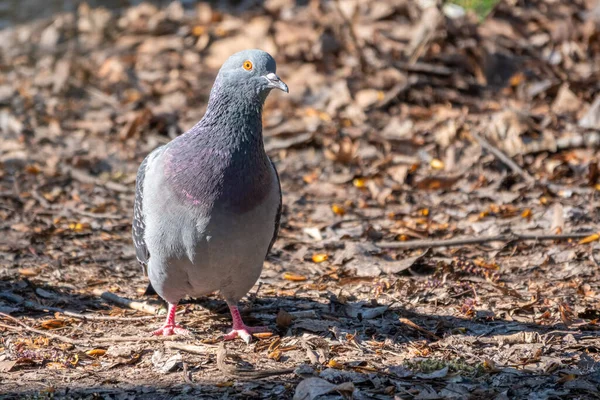 Pombo Madeira Europeu Cor Cinza Com Mancha Branca Pescoço Andando — Fotografia de Stock