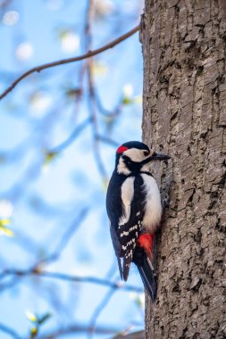 Küçük ağaçkakan ağaç gövdesine oturur. Bir ağaçkakan baharda büyük bir ağaçtan yiyecek alır. Büyük benekli ağaçkakan, Dendrocopos Major