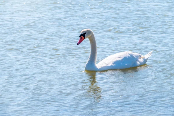 Anmutiger Weißer Schwan Schwimmt See Schwäne Freier Wildbahn Porträt Eines — Stockfoto