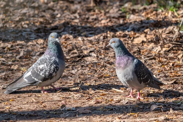 Bir Çift Güvercin Çiftleşme Oyunu Aşk Güvercinleri Oyunu — Stok fotoğraf