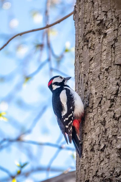 Little woodpecker sits on a tree trunk. A woodpecker obtains food on a large tree in spring. The great spotted woodpecker, Dendrocopos major