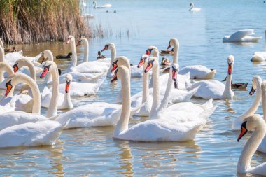 Büyük bir zarif beyaz kuğu sürüsü gölde yüzer, vahşi doğada kuğular. Dilsiz kuğu, Latince adı Cygnus olor.