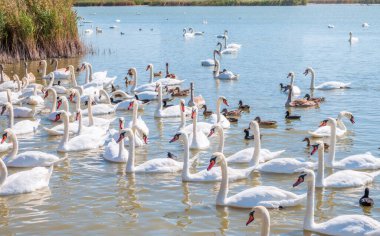 Büyük bir zarif beyaz kuğu sürüsü gölde yüzer, vahşi doğada kuğular. Dilsiz kuğu, Latince adı Cygnus olor.