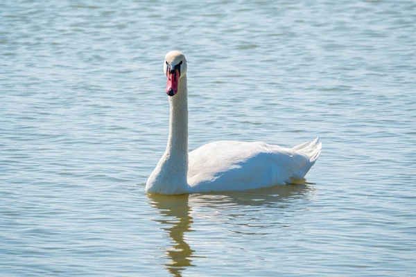 Cisne Branco Gracioso Nadando Lago Cisnes Natureza Retrato Cisne Branco — Fotografia de Stock