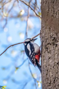 Küçük ağaçkakan ağaç gövdesine oturur. Bir ağaçkakan baharda büyük bir ağaçtan yiyecek alır. Büyük benekli ağaçkakan, Dendrocopos Major