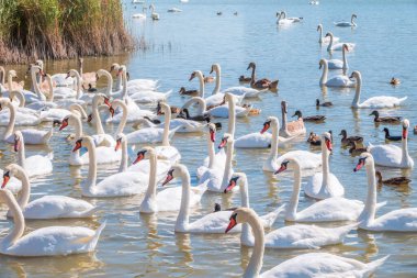 Büyük bir zarif beyaz kuğu sürüsü gölde yüzer, vahşi doğada kuğular. Dilsiz kuğu, Latince adı Cygnus olor.