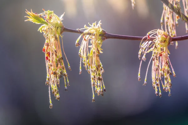 Ανοιξιάτικα Κλαδιά Σφενδάμου Φρέσκο Πράσινο Φύλλα Της Άνοιξης Είναι Θολά — Φωτογραφία Αρχείου