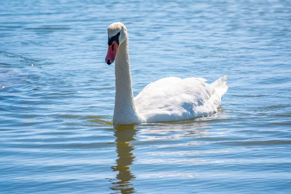 Elegante Cisne Blanco Nadando Lago Cisnes Naturaleza Retrato Cisne Blanco —  Fotos de Stock