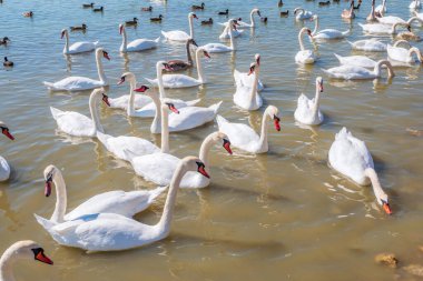 Büyük bir zarif beyaz kuğu sürüsü gölde yüzer, vahşi doğada kuğular. Dilsiz kuğu, Latince adı Cygnus olor.
