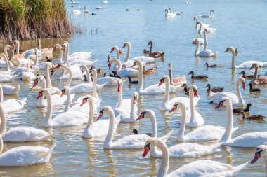 Büyük bir zarif beyaz kuğu sürüsü gölde yüzer, vahşi doğada kuğular. Dilsiz kuğu, Latince adı Cygnus olor.
