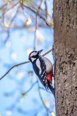 Küçük ağaçkakan ağaç gövdesine oturur. Bir ağaçkakan baharda büyük bir ağaçtan yiyecek alır. Büyük benekli ağaçkakan, Dendrocopos Major