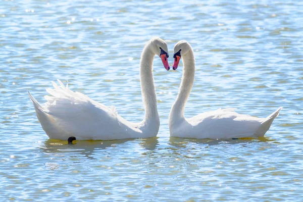 Pareja Cisnes Con Sus Cuellos Forman Corazón Juegos Apareamiento Par —  Fotos de Stock
