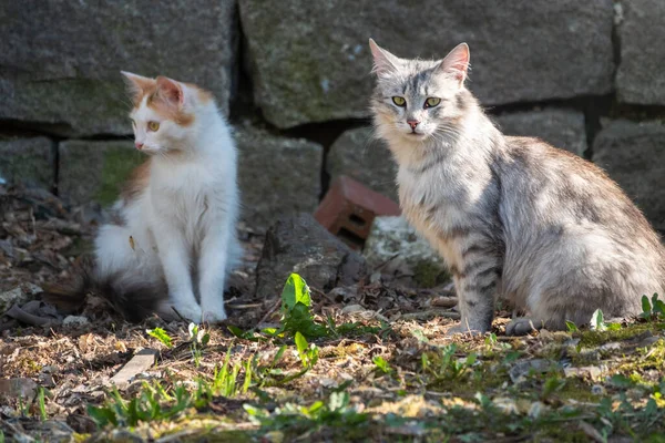 Verdwaalde Katten Verlaten Gebouw Twee Schattige Straat Katten Baksteen Grunge — Stockfoto