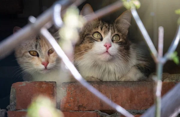Бездомные Кошки Заброшенном Здании Две Очаровательные Уличные Кошки Фоне Ограды — стоковое фото