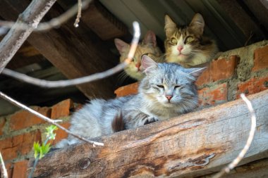 Terk edilmiş binada başıboş kediler. Güneşli bahar ve yaz günlerinde üç sevimli sokak kedisi tuğlalı, grunge duvarlı arka planda