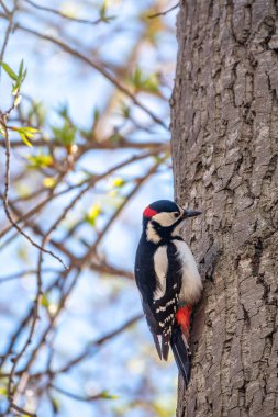 Küçük ağaçkakan ağaç gövdesine oturur. Bir ağaçkakan baharda büyük bir ağaçtan yiyecek alır. Büyük benekli ağaçkakan, Dendrocopos Major