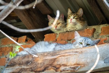 Terk edilmiş binada başıboş kediler. Güneşli bahar ve yaz günlerinde üç sevimli sokak kedisi tuğlalı, grunge duvarlı arka planda