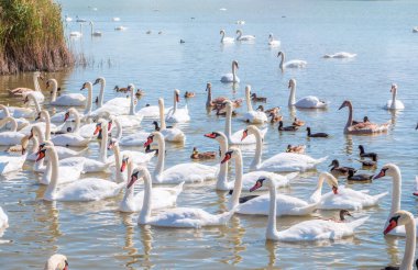 Büyük bir zarif beyaz kuğu sürüsü gölde yüzer, vahşi doğada kuğular. Dilsiz kuğu, Latince adı Cygnus olor.