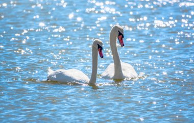 Gölde yüzen iki zarif beyaz kuğu, vahşi doğada yüzen kuğular. Dilsiz kuğu, Latince adı Cygnus olor.