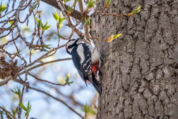 Little woodpecker sits on a tree trunk. A woodpecker obtains food on a large tree in spring. The great spotted woodpecker, Dendrocopos major