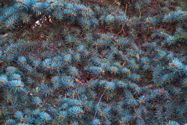 Günbatımı ışığında yeşil köknar dalları. Arka plan olarak köknar ağacının dalları, yakın plan. Noel arkaplanı