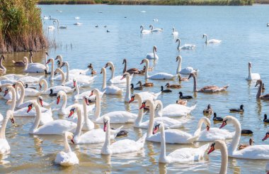 Büyük bir zarif beyaz kuğu sürüsü gölde yüzer, vahşi doğada kuğular. Dilsiz kuğu, Latince adı Cygnus olor.