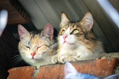 Terk edilmiş binada başıboş kediler. Güneşli bahar ya da yaz gününde, tuğlalı, grunge duvardaki iki sevimli sokak kedisi.