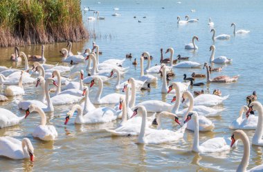 Büyük bir zarif beyaz kuğu sürüsü gölde yüzer, vahşi doğada kuğular. Dilsiz kuğu, Latince adı Cygnus olor.