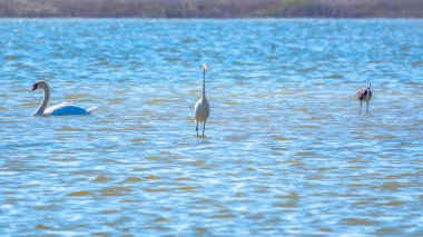 Zarif su kuşları, beyaz kuğu ve gölde yüzen beyaz ve gri balıkçıllar. Dilsiz kuğu, Lat. Cygnus olor ve Small White Heron, lat. Egretta garzetta