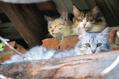 Terk edilmiş binada başıboş kediler. Güneşli bahar ve yaz günlerinde üç sevimli sokak kedisi tuğlalı, grunge duvarlı arka planda