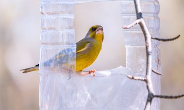 Greenfinch kuş yemliğinin üzerinde oturuyor. Kuşlar için yem olarak kullanılan büyük plastik şişe. Kışın kuşlara bakıyorum. Avrupa ispinozu, ya da yeşil ispinoz, lat. Kloris kloru.