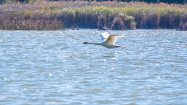 Gölden havalandıktan hemen sonra uçan dilsiz bir kuğu. Dilsiz kuğu, Latince adı Cygnus olor.